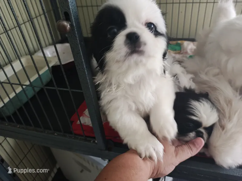 Spot – Pekingese puppy for sale in Raeford, NC