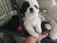 Spot, a male Pekingese for sale in Raeford, NC – 1 of 1