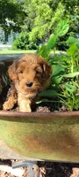 Cream, a male Miniature Goldendoodle for sale in Walnut, KS – 5 of 7