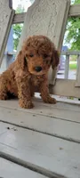 Red Female , a female Miniature Goldendoodle for sale in Walnut, KS – 4 of 4