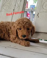 Red Female , a female Miniature Goldendoodle for sale in Walnut, KS – 2 of 4