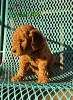 Green, a male Miniature Goldendoodle for sale in Walnut, KS – 3 of 4