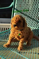 Green, a male Miniature Goldendoodle for sale in Walnut, KS – 4 of 4
