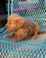Light pink, a female Miniature Goldendoodle for sale in Walnut, KS – 2 of 4