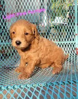 Light pink, a female Miniature Goldendoodle for sale in Walnut, KS – 4 of 4