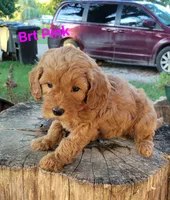 Brt pink, a male Miniature Goldendoodle for sale in Walnut, KS – 2 of 3