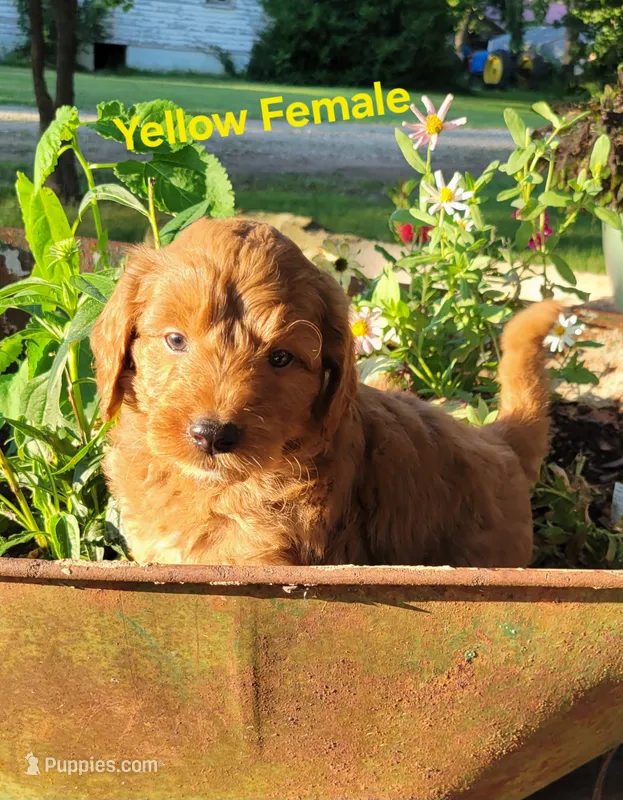 Yellow – Miniature Goldendoodle puppy for sale in Walnut, KS