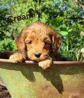 Cream, a male Miniature Goldendoodle for sale in Walnut, KS – 4 of 7