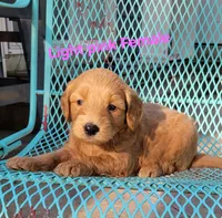 Light pink, a female Miniature Goldendoodle for sale in Walnut, KS – 1 of 4