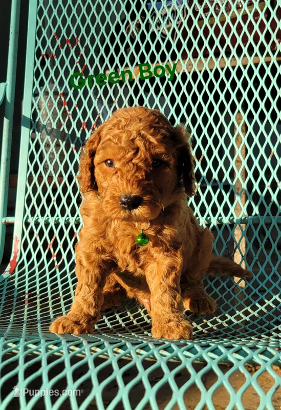 Green – Miniature Goldendoodle puppy for sale in Walnut, KS