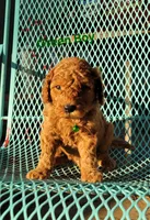 Green, a male Miniature Goldendoodle for sale in Walnut, KS – 1 of 4