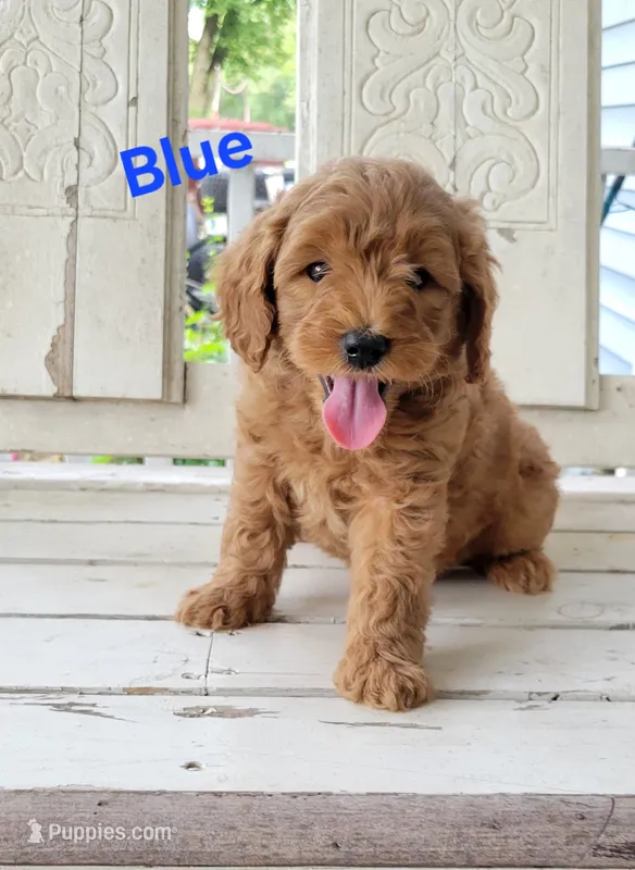 Blue – Miniature Goldendoodle puppy for sale in Walnut, KS