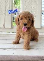 Blue, a male Miniature Goldendoodle for sale in Walnut, KS – 1 of 7