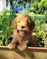 Blue, a male Miniature Goldendoodle for sale in Walnut, KS – 7 of 7