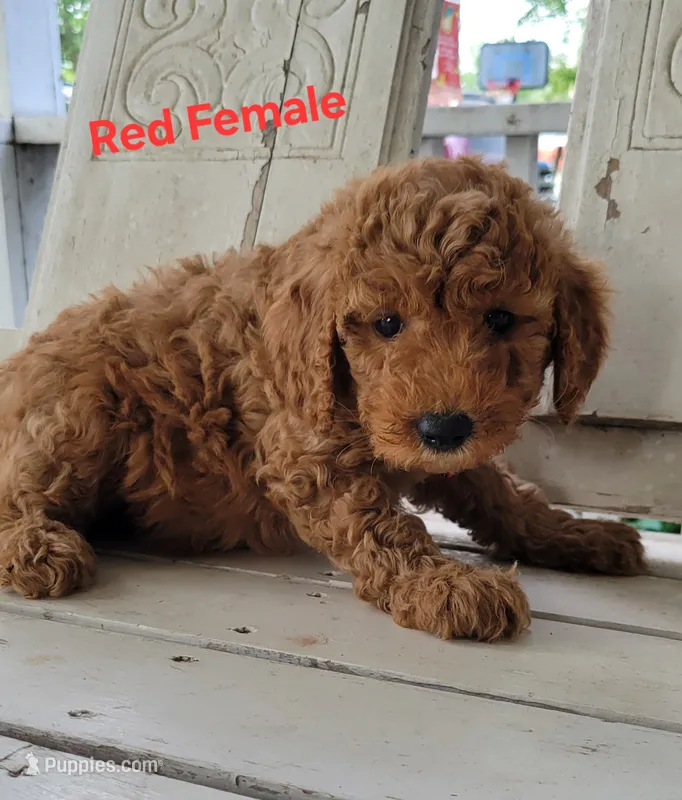 Red Female  – Miniature Goldendoodle puppy for sale in Walnut, KS