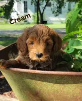 Cream, a male Miniature Goldendoodle for sale in Walnut, KS – 2 of 7