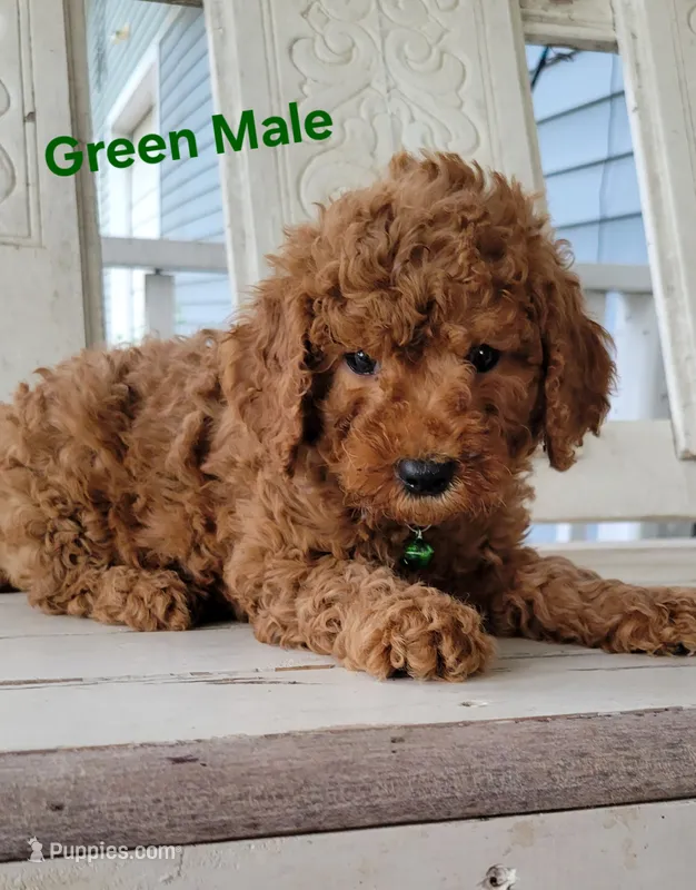 Green Male  – Miniature Goldendoodle puppy for sale in Walnut, KS