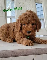 Green Male , a male Miniature Goldendoodle for sale in Walnut, KS – 1 of 3