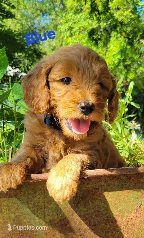 Blue – Miniature Goldendoodle puppy for sale in Walnut, KS