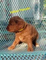 Yellow, a female Miniature Goldendoodle for sale in Walnut, KS – 2 of 4