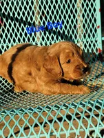 Blue, a male Miniature Goldendoodle for sale in Walnut, KS – 2 of 3