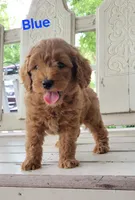 Blue, a male Miniature Goldendoodle for sale in Walnut, KS – 2 of 7