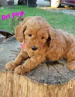 Brt pink, a male Miniature Goldendoodle for sale in Walnut, KS – 3 of 3