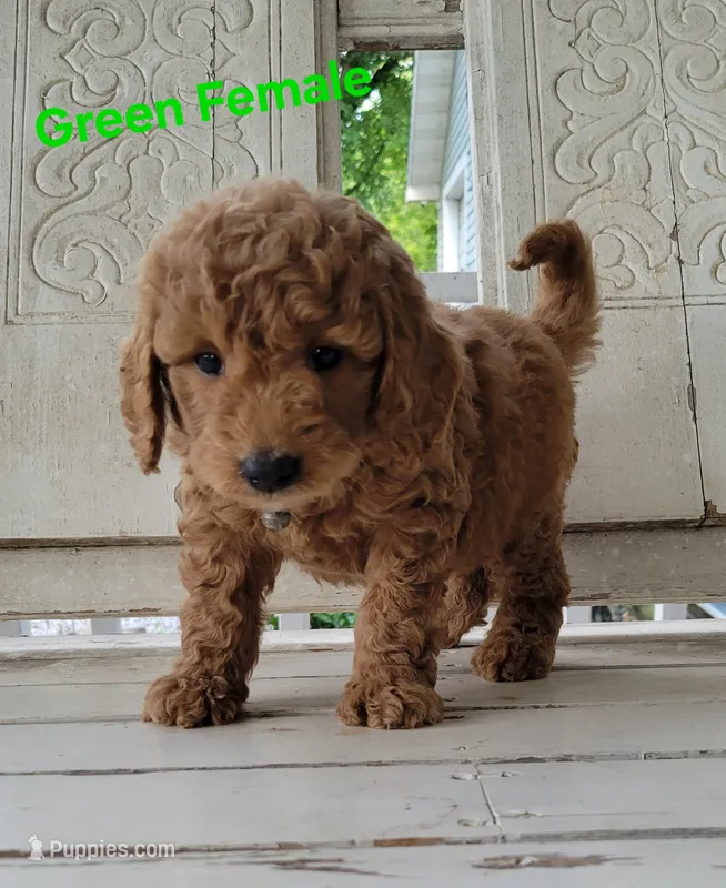 Green – Miniature Goldendoodle puppy for sale in Walnut, KS