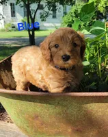 Blue, a male Miniature Goldendoodle for sale in Walnut, KS – 6 of 7