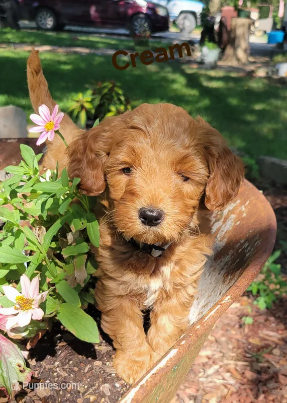 Cream – Miniature Goldendoodle puppy for sale in Walnut, KS