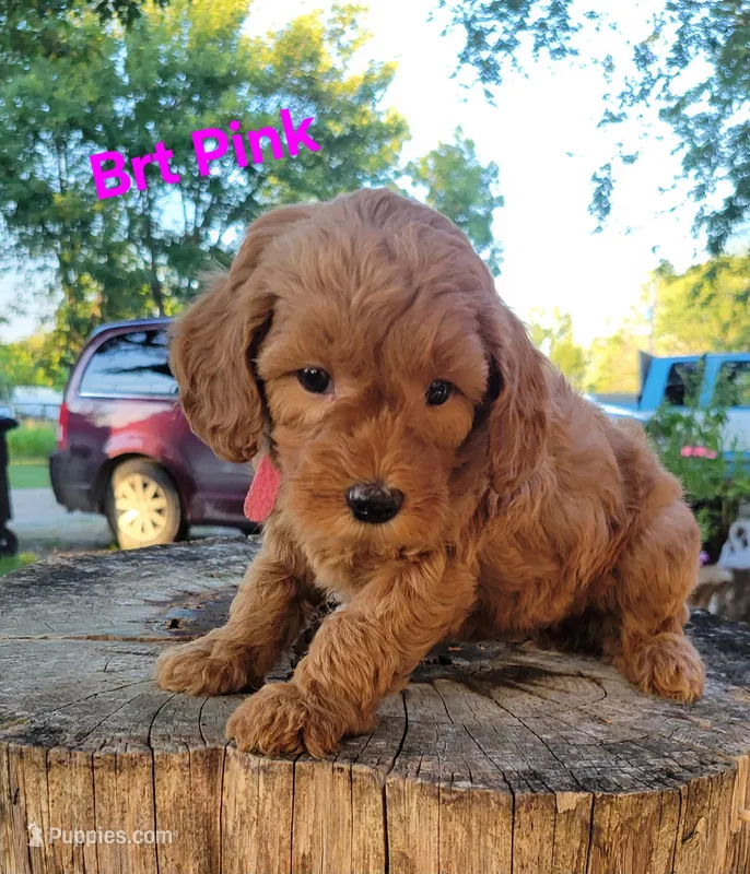 Brt pink – Miniature Goldendoodle puppy for sale in Walnut, KS