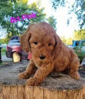 Brt pink, a male Miniature Goldendoodle for sale in Walnut, KS – 1 of 3