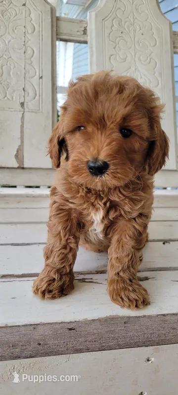 Cream – Miniature Goldendoodle puppy for sale in Walnut, KS