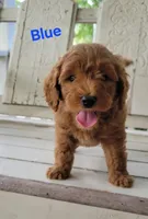Blue, a male Miniature Goldendoodle for sale in Walnut, KS – 3 of 7