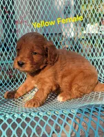 Yellow, a female Miniature Goldendoodle for sale in Walnut, KS – 3 of 4