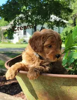 Cream, a male Miniature Goldendoodle for sale in Walnut, KS – 7 of 7