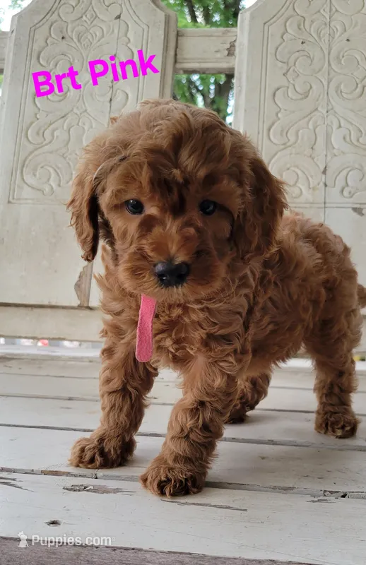 Brt pink – Miniature Goldendoodle puppy for sale in Walnut, KS