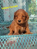 Yellow, a female Miniature Goldendoodle for sale in Walnut, KS – 4 of 4