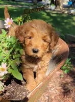 Cream, a male Miniature Goldendoodle for sale in Walnut, KS – 6 of 7