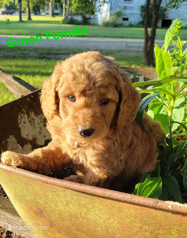 Green – Miniature Goldendoodle puppy for sale in Walnut, KS