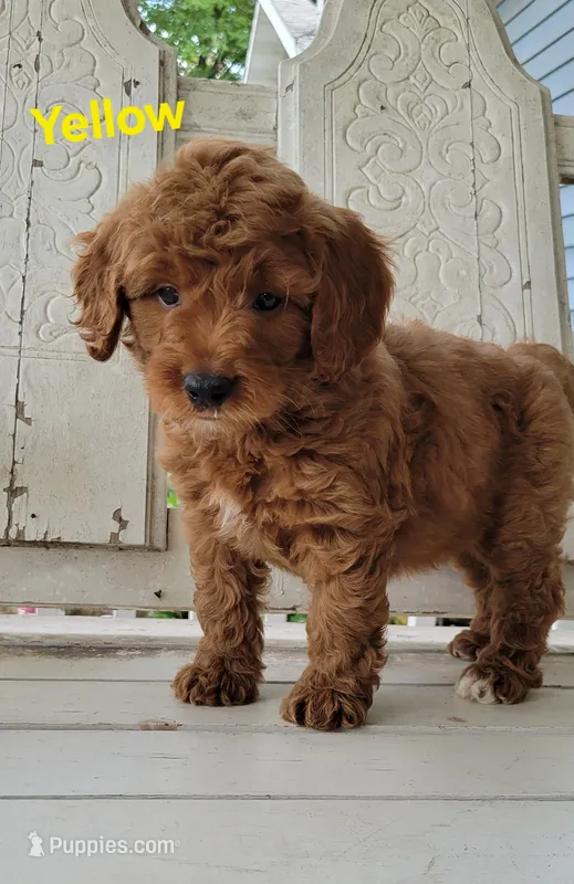 Yellow – Miniature Goldendoodle puppy for sale in Walnut, KS