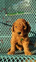 Green, a male Miniature Goldendoodle for sale in Walnut, KS – 2 of 4