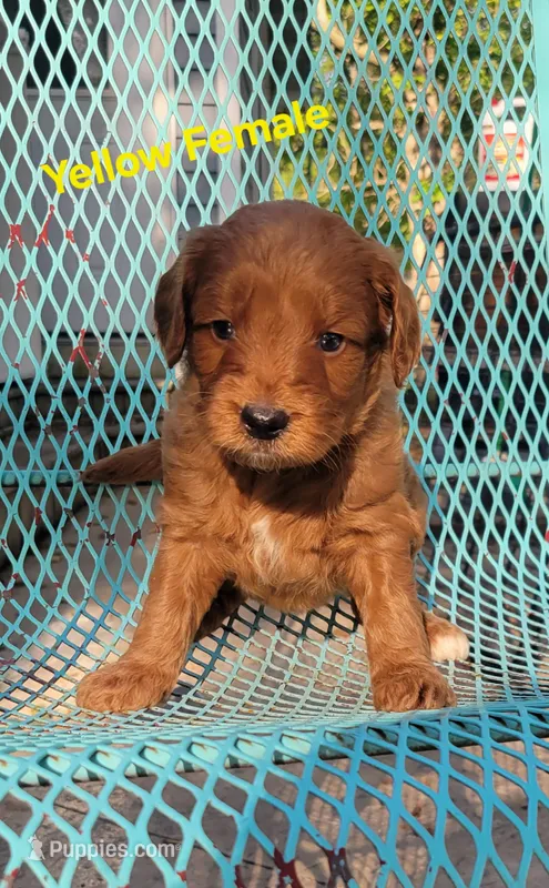 Yellow – Miniature Goldendoodle puppy for sale in Walnut, KS