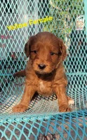 Yellow, a female Miniature Goldendoodle for sale in Walnut, KS – 1 of 4