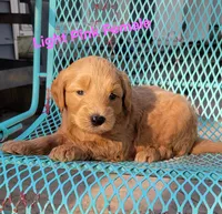 Light pink, a female Miniature Goldendoodle for sale in Walnut, KS – 3 of 4