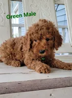 Green Male , a male Miniature Goldendoodle for sale in Walnut, KS – 3 of 3