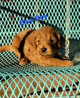 Blue, a male Miniature Goldendoodle for sale in Walnut, KS – 3 of 3