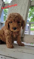 Red Female , a female Miniature Goldendoodle for sale in Walnut, KS – 3 of 4