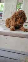Green Male , a male Miniature Goldendoodle for sale in Walnut, KS – 2 of 3