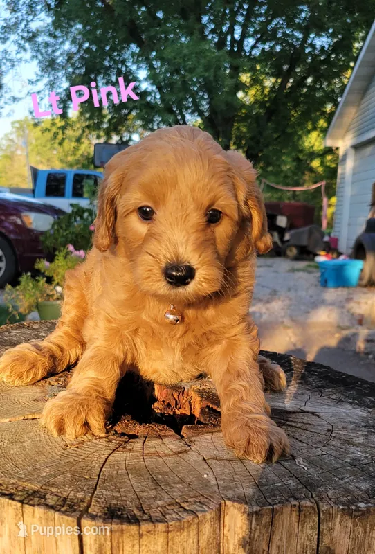 Light pink – Miniature Goldendoodle puppy for sale in Walnut, KS